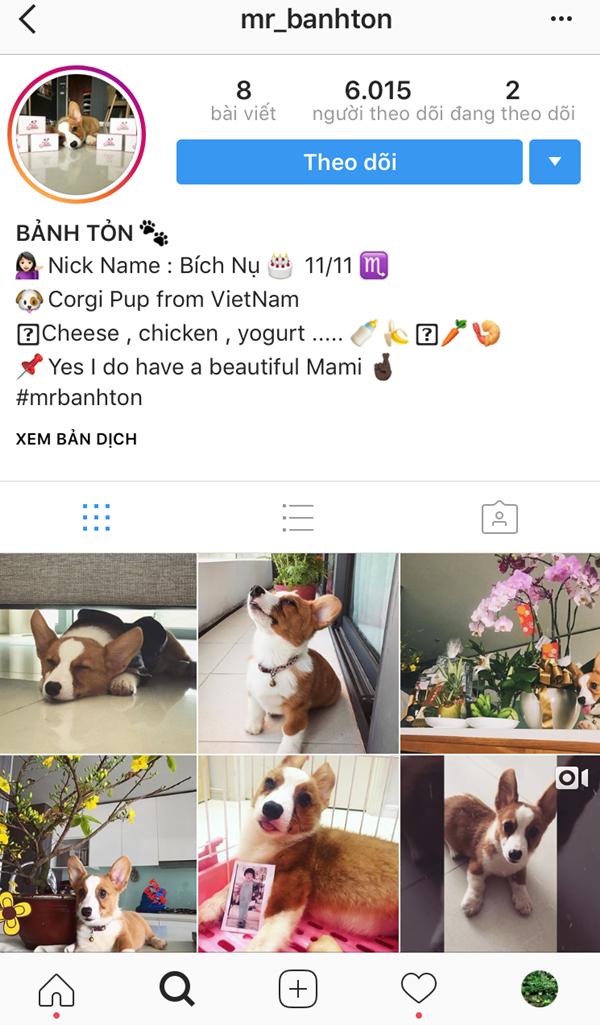 Điểm danh hàng loạt người bạn 4 chân của các mỹ nhân Việt-10