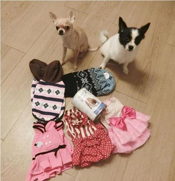 Điểm danh hàng loạt người bạn 4 chân của các mỹ nhân Việt-12