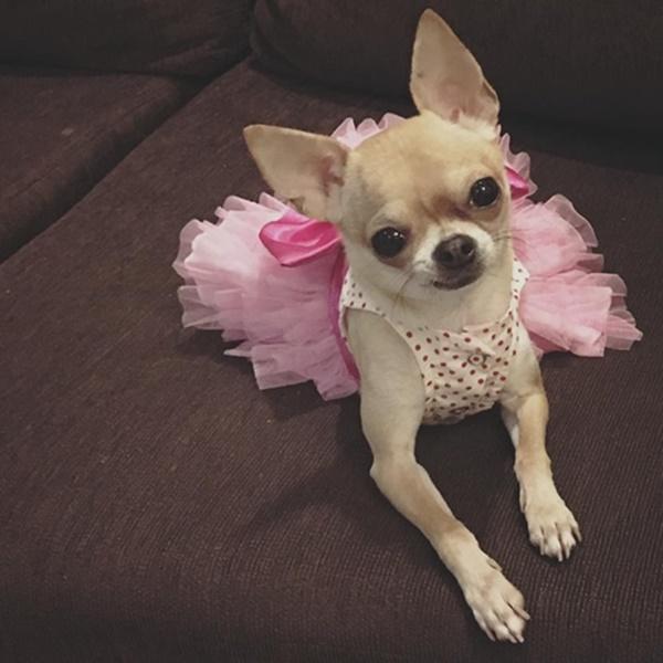 Điểm danh hàng loạt người bạn 4 chân của các mỹ nhân Việt-13