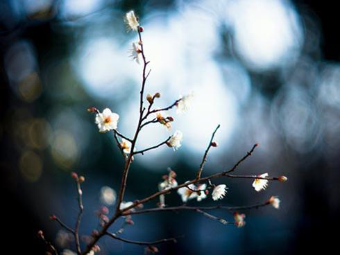 Tử vi thứ Sáu ngày 2/3/2018 của 12 con giáp