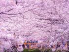 Nhật Bản sẽ đón mùa hoa anh đào sớm hơn năm ngoái
