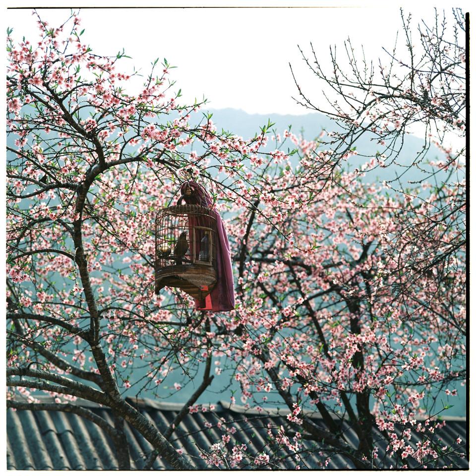 Bộ ảnh phim tuyệt đẹp về cao nguyên đá Hà Giang mùa xuân-3
