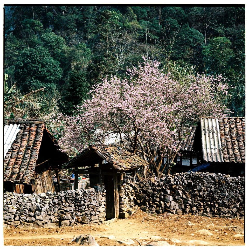 Bộ ảnh phim tuyệt đẹp về cao nguyên đá Hà Giang mùa xuân-4