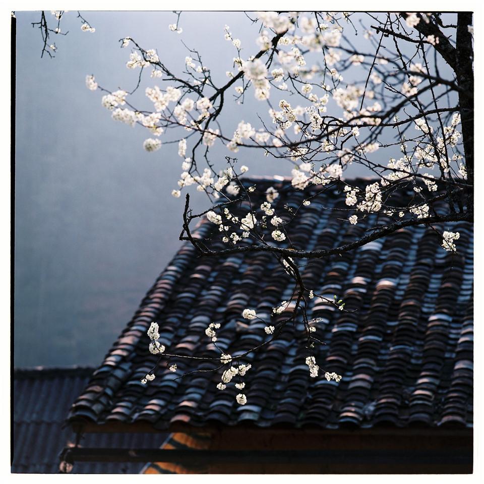 Bộ ảnh phim tuyệt đẹp về cao nguyên đá Hà Giang mùa xuân-6