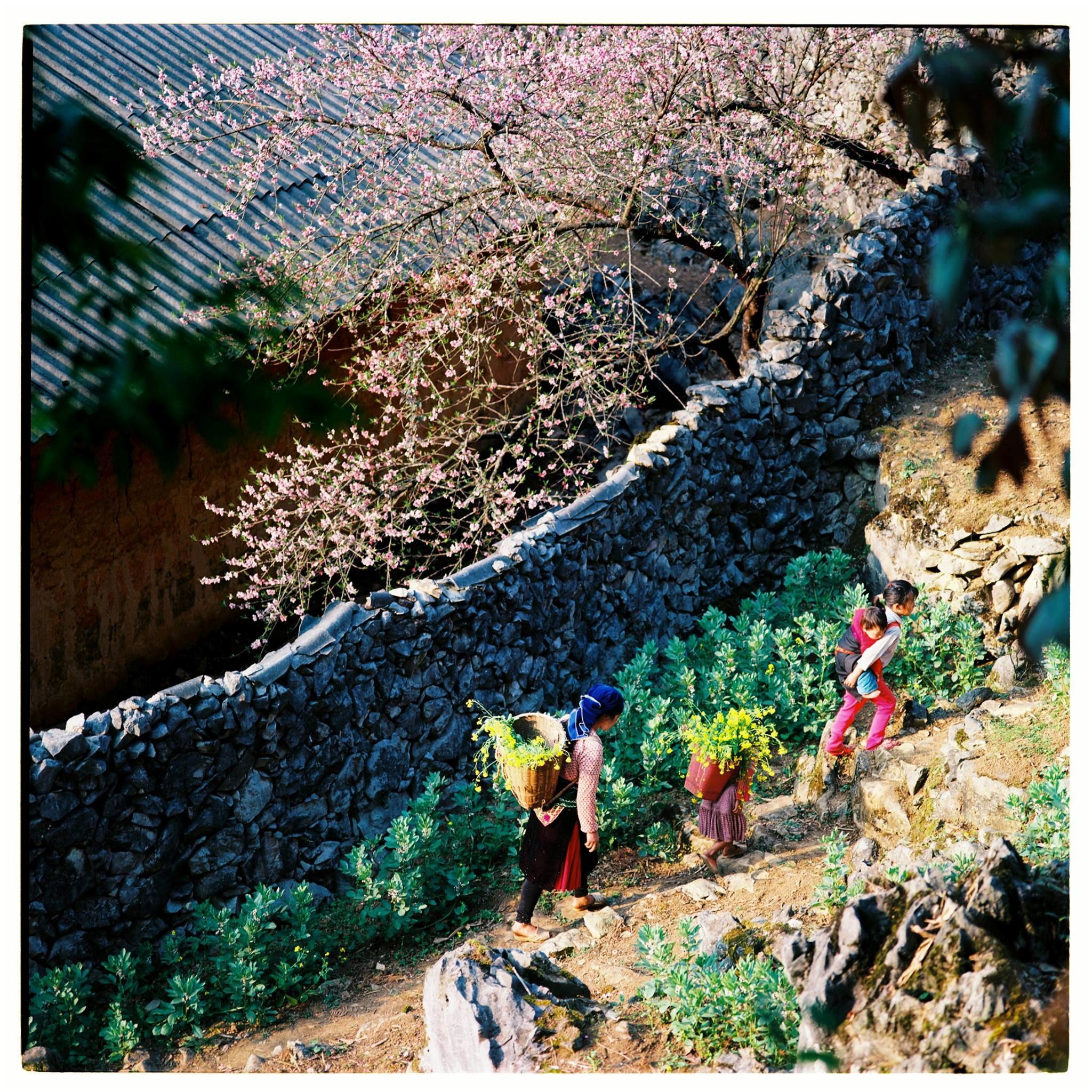 Bộ ảnh phim tuyệt đẹp về cao nguyên đá Hà Giang mùa xuân-8