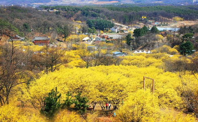 9 lễ hội hoa mùa xuân không thể bỏ qua ở Hàn Quốc-7