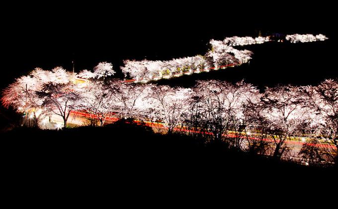 9 lễ hội hoa mùa xuân không thể bỏ qua ở Hàn Quốc-8