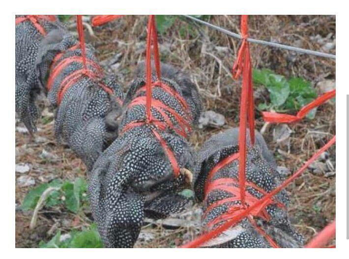 Khóc thét với những món ăn kinh dị nhất TQ, người phàm ăn cũng chẳng dám nuốt-2