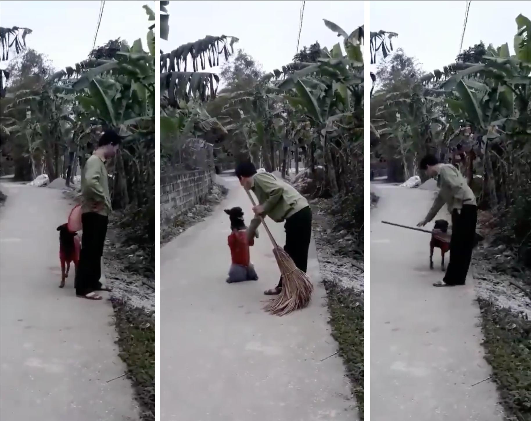 Con boss đáng yêu như hiểu tiếng người, sen sai gì làm nấy khiến dân mạng thích thú-1