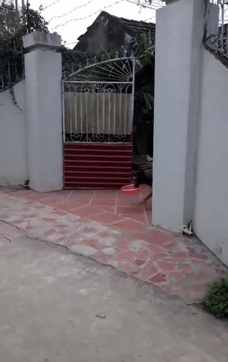 Con boss đáng yêu như hiểu tiếng người, sen sai gì làm nấy khiến dân mạng thích thú-3