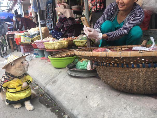 Chú mèo Việt gây bão mạng quốc tế bởi thần thái siêu ngầu-5