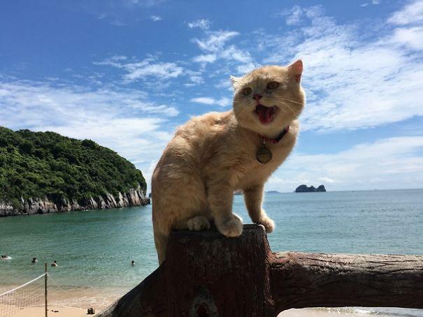 Chú mèo Việt gây bão mạng quốc tế bởi thần thái siêu ngầu-11