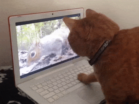 Khi thú cưng còn mê công nghệ hơn cả chủ