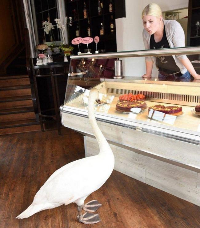 Bắt gặp hình ảnh hài hước khó đỡ ở khắp mọi nơi-4