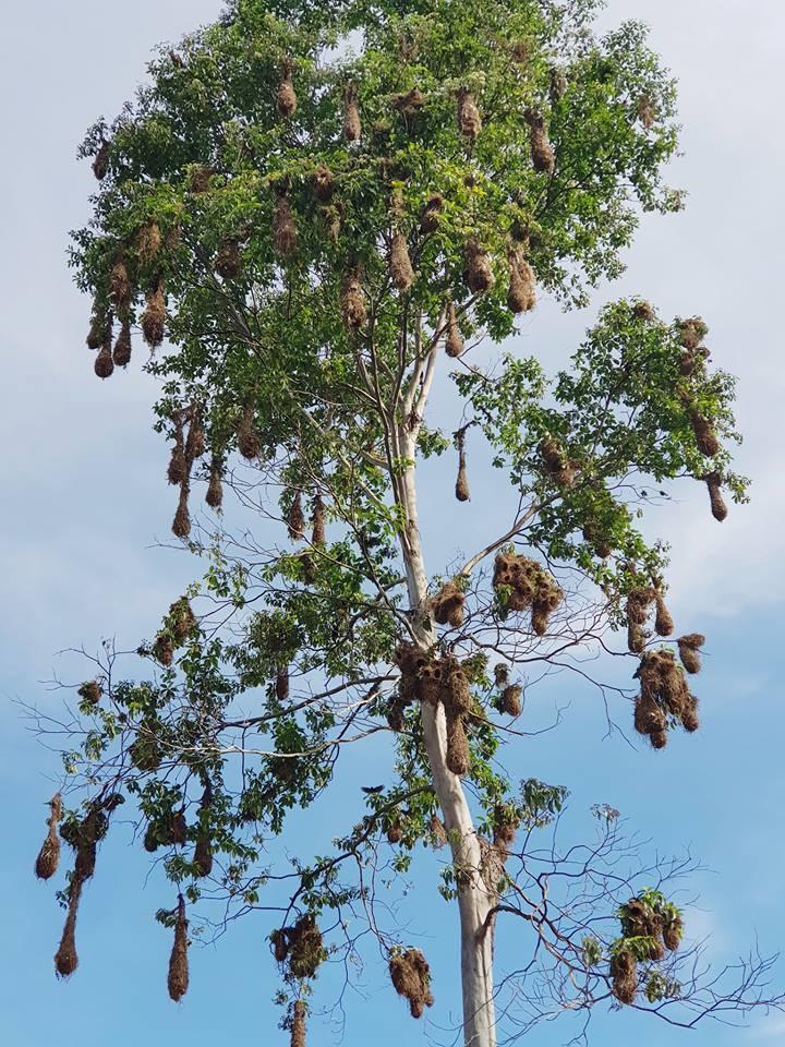 Chàng trai Việt đi vòng quanh thế giới đã tới rừng rậm Amazon-5
