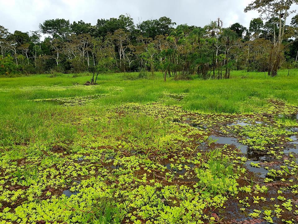 Chàng trai Việt đi vòng quanh thế giới đã tới rừng rậm Amazon-6