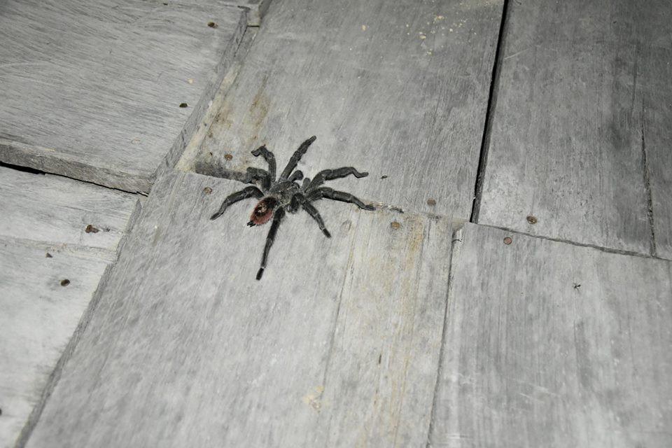 Chàng trai Việt đi vòng quanh thế giới đã tới rừng rậm Amazon-9