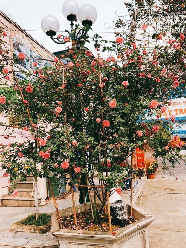 Mê mẩn trước những sắc hoa lạ trong Lễ hội hoa hồng Bulgaria lớn nhất năm-3