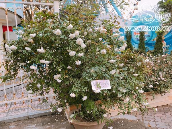 Mê mẩn trước những sắc hoa lạ trong Lễ hội hoa hồng Bulgaria lớn nhất năm-4