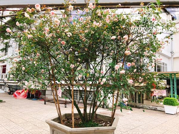 Mê mẩn trước những sắc hoa lạ trong Lễ hội hoa hồng Bulgaria lớn nhất năm-5