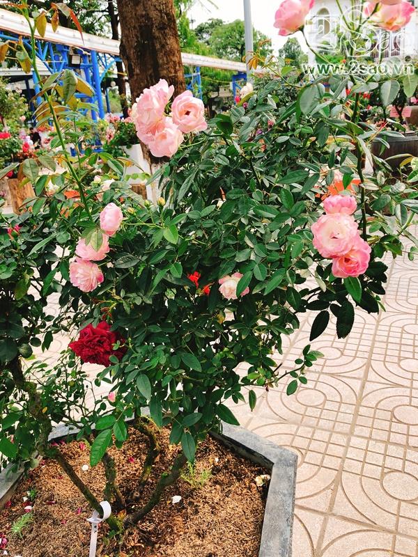 Mê mẩn trước những sắc hoa lạ trong Lễ hội hoa hồng Bulgaria lớn nhất năm-8