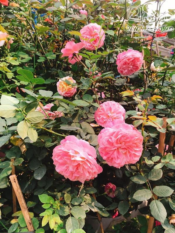 Mê mẩn trước những sắc hoa lạ trong Lễ hội hoa hồng Bulgaria lớn nhất năm-6