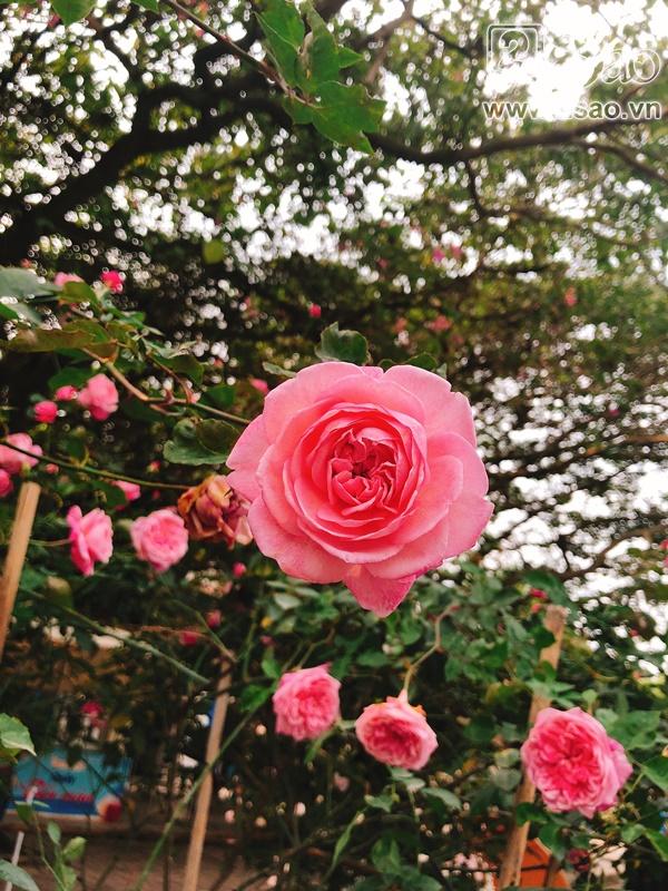 Mê mẩn trước những sắc hoa lạ trong Lễ hội hoa hồng Bulgaria lớn nhất năm-11