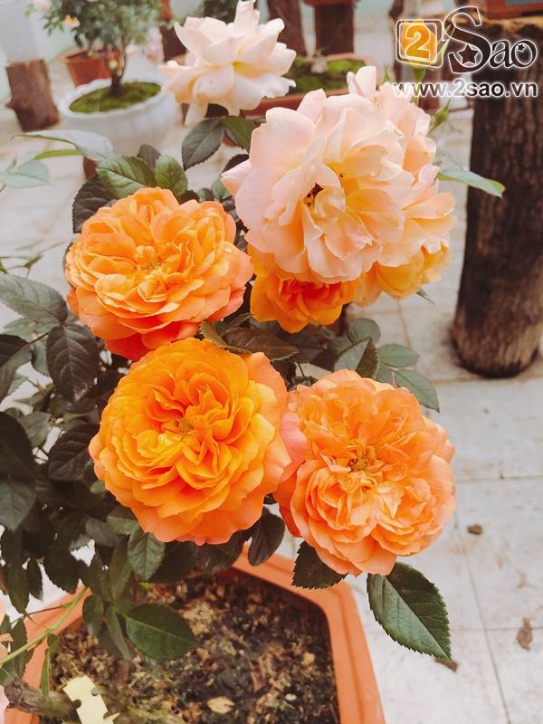 Mê mẩn trước những sắc hoa lạ trong Lễ hội hoa hồng Bulgaria lớn nhất năm-14