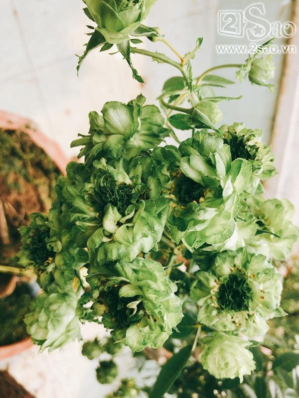 Mê mẩn trước những sắc hoa lạ trong Lễ hội hoa hồng Bulgaria lớn nhất năm-13