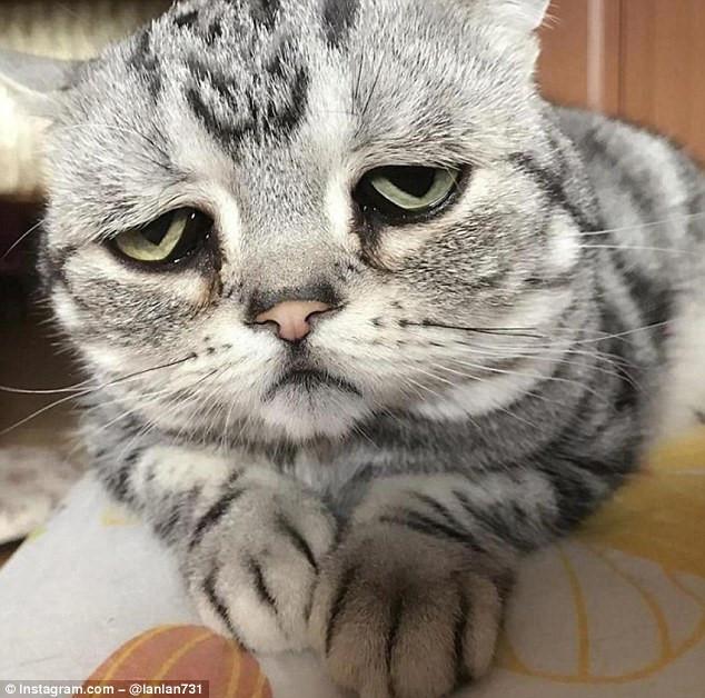 Chú mèo nổi tiếng nhờ vẻ mặt sầu đời nhất thế gian-1