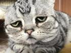 Chú mèo nổi tiếng nhờ vẻ mặt 'sầu đời nhất thế gian'