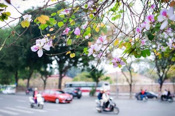 Nao lòng với một Hà Nội đẹp dịu dàng các mùa hoa tháng 3-9