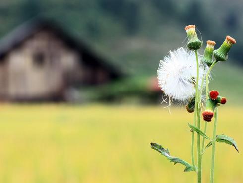 Tử vi chủ nhật ngày 11/3/2018 của 12 cung hoàng đạo