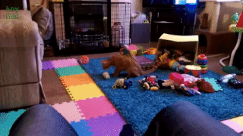 Những con mèo mang lá gan chuột nhắt-3