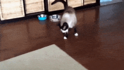 Những con mèo mang lá gan chuột nhắt-4