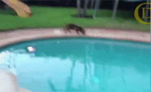 Những con mèo mang lá gan chuột nhắt-1