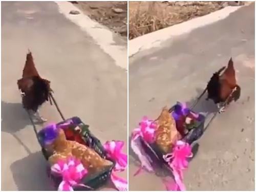 Cười tắc thở với những hình ảnh khó đỡ trên đời-8