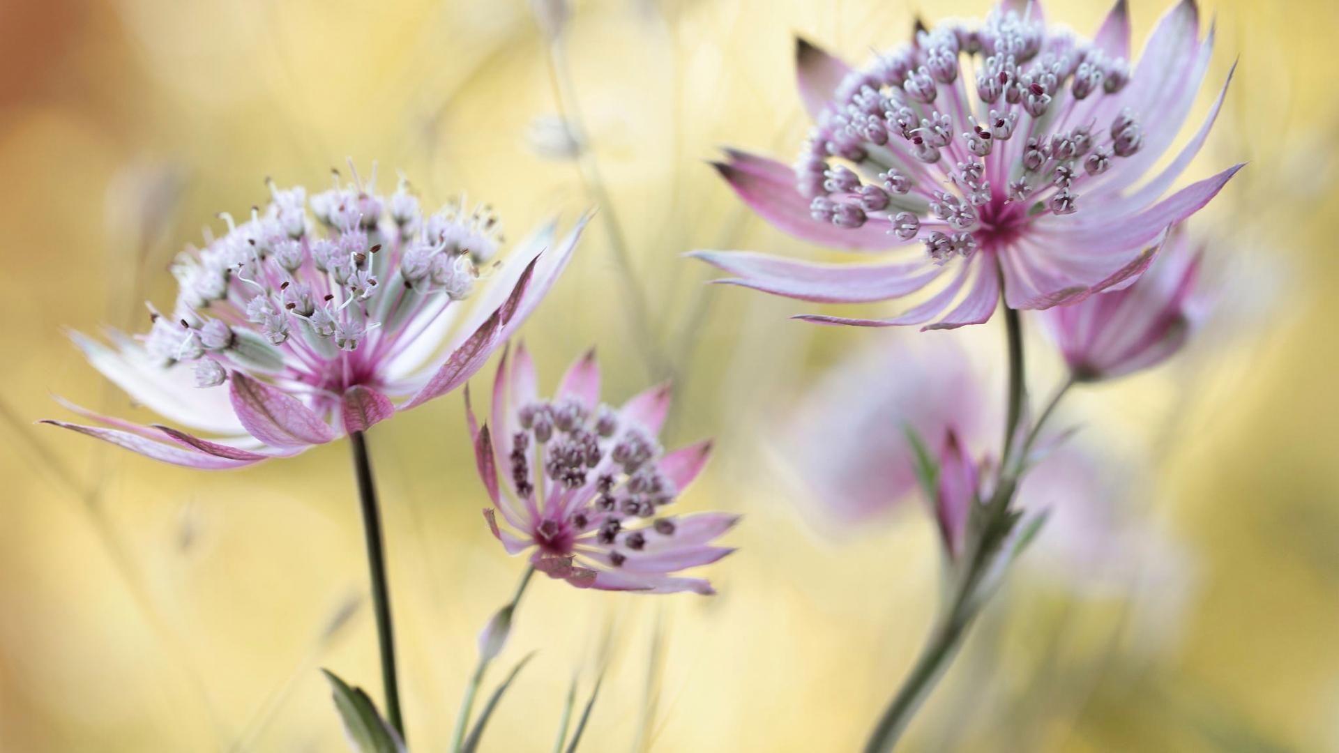 Tử vi thứ Tư ngày 14/3/2018 của 12 cung hoàng đạo-4