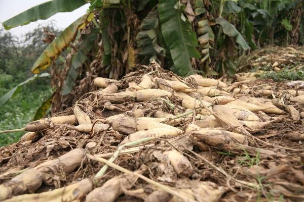 Người dân ngậm ngùi vứt bỏ cả ruộng củ cải vì to quá bán không ai mua-1