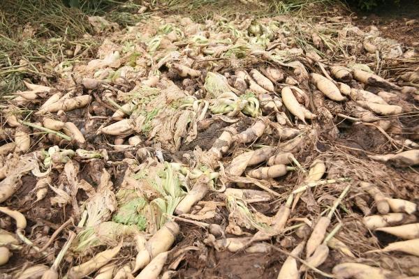 Người dân ngậm ngùi vứt bỏ cả ruộng củ cải vì to quá bán không ai mua-2