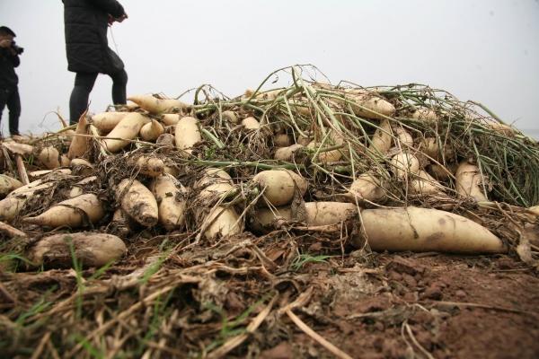 Người dân ngậm ngùi vứt bỏ cả ruộng củ cải vì to quá bán không ai mua-3