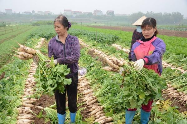 Người dân ngậm ngùi vứt bỏ cả ruộng củ cải vì to quá bán không ai mua-4