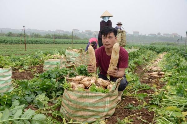 Người dân ngậm ngùi vứt bỏ cả ruộng củ cải vì to quá bán không ai mua-5