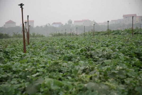 Người dân ngậm ngùi vứt bỏ cả ruộng củ cải vì to quá bán không ai mua-11