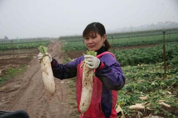 Người dân ngậm ngùi vứt bỏ cả ruộng củ cải vì to quá bán không ai mua-6