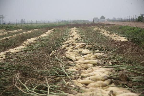 Người dân ngậm ngùi vứt bỏ cả ruộng củ cải vì to quá bán không ai mua-7