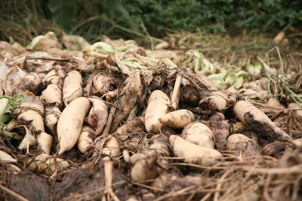 Người dân ngậm ngùi vứt bỏ cả ruộng củ cải vì to quá bán không ai mua-8