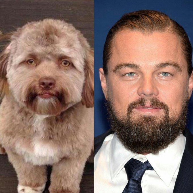 CHUYỆN LẠ: Chú chó gây sốt vì khuôn mặt giống nhiều sao nam Hollywood-4