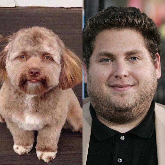 CHUYỆN LẠ: Chú chó gây sốt vì khuôn mặt giống nhiều sao nam Hollywood-6