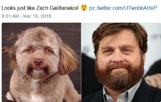 CHUYỆN LẠ: Chú chó gây sốt vì khuôn mặt giống nhiều sao nam Hollywood-7